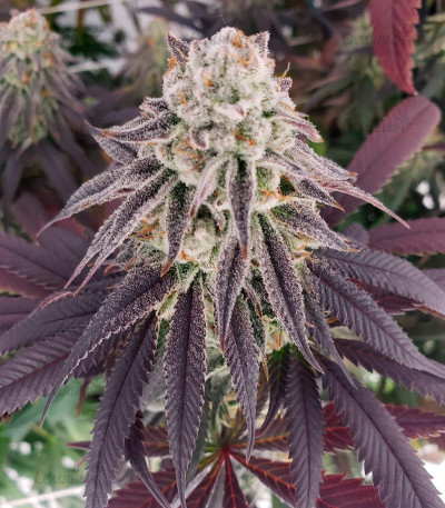 Cookies Purple Punch fem (Medical Seeds) Cookies Purple Punch fem (Medical Seeds) — изображение 4