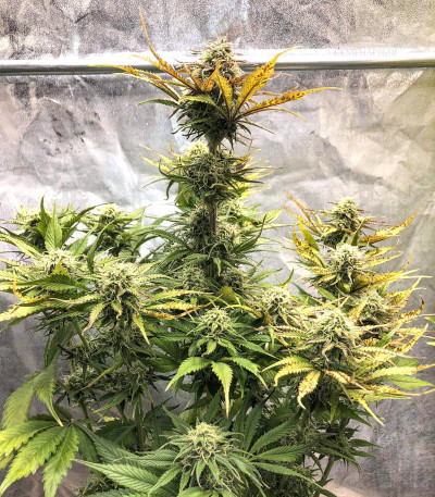 Cream Cookies Auto fem (FastBuds) Cream Cookies Auto fem (FastBuds) — изображение 3