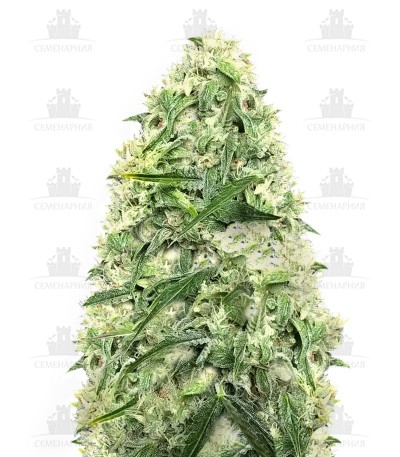 Doctor’s Choiсe #1 auto fem Doctor’s Choiсe #1 auto fem