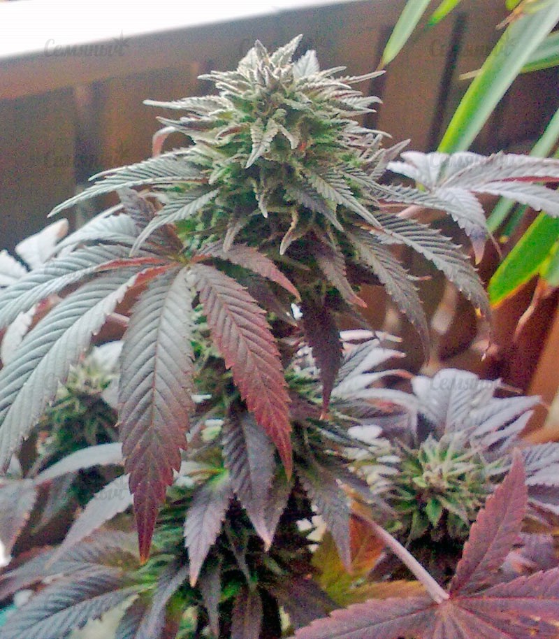Семена сорта Northern Light Blue (Delicious Seeds) Семена сорта Northern Light Blue (Delicious Seeds) — изображение 4