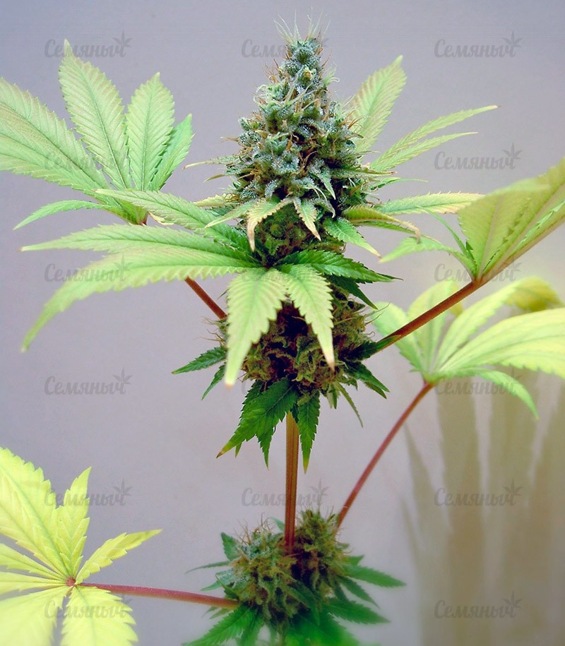 Семена сорта Northern Light Blue (Delicious Seeds) Семена сорта Northern Light Blue (Delicious Seeds) — изображение 5