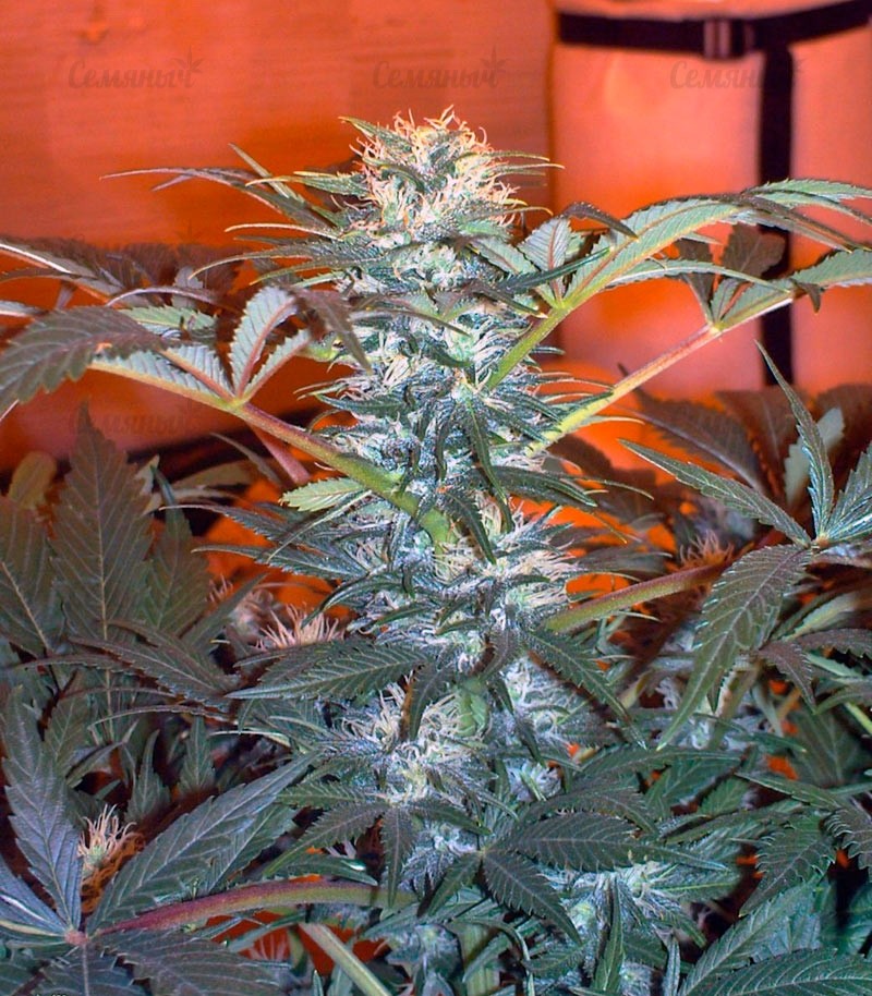 Семена сорта Northern Light Blue (Delicious Seeds) Семена сорта Northern Light Blue (Delicious Seeds) — изображение 6