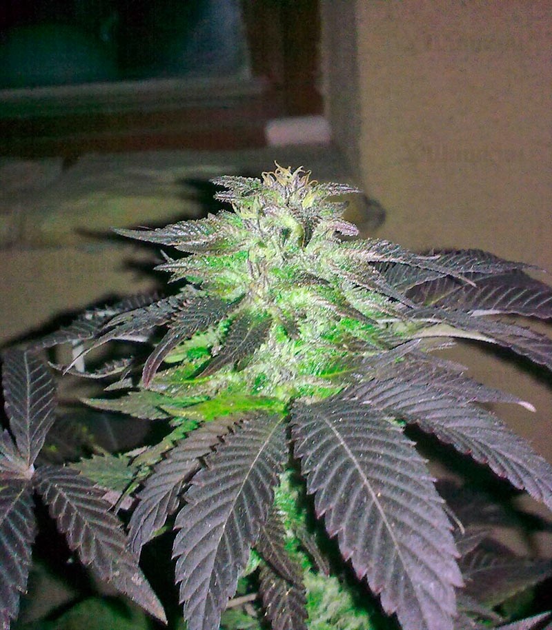 Семена сорта Durga Mata fem (Paradise Seeds) Семена сорта Durga Mata fem (Paradise Seeds) — изображение 2