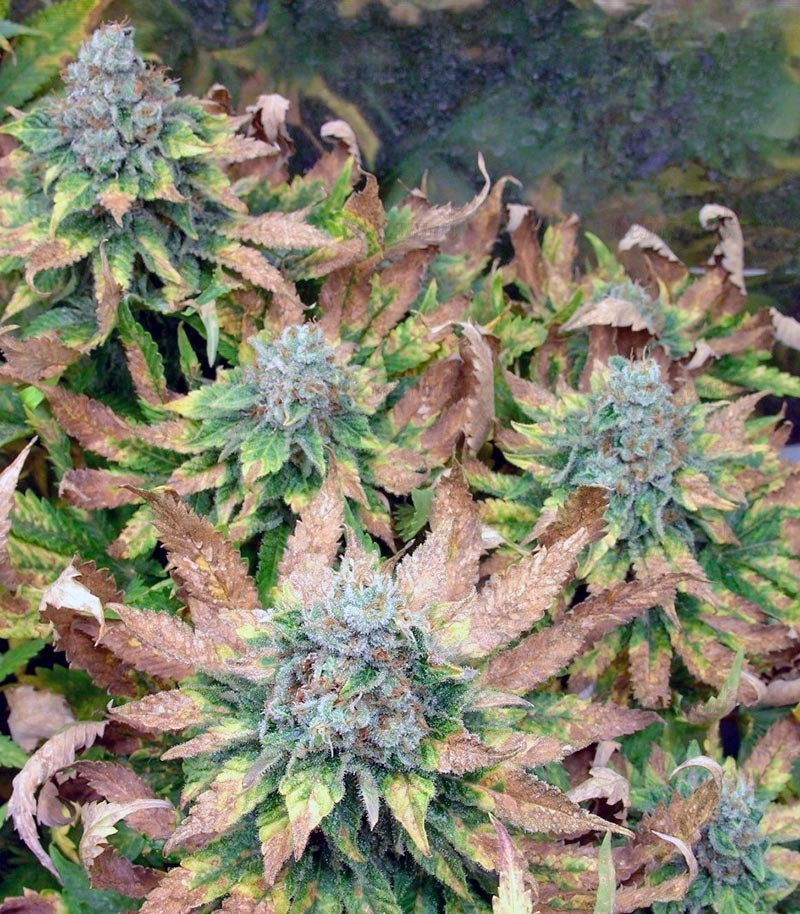 Семена сорта Dutch Dragon fem (Paradise Seeds) Семена сорта Dutch Dragon fem (Paradise Seeds) — изображение 2