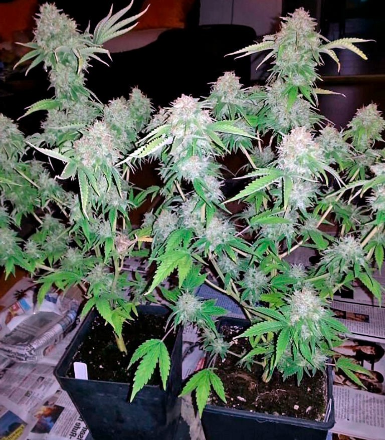 Семена сорта Dutch Dragon fem (Paradise Seeds) Семена сорта Dutch Dragon fem (Paradise Seeds) — изображение 3