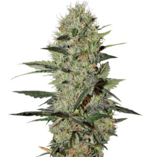 Семена сорта Exodus Cheese Auto fem (GHS)