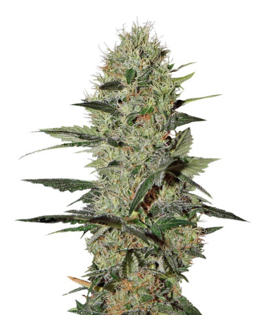 Семена сорта Exodus Cheese Auto fem (GHS) Семена сорта Exodus Cheese Auto fem (GHS)