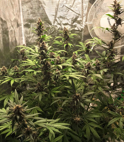 Сорт Fastberry Auto fem (FastBuds) Сорт Fastberry Auto fem (FastBuds) — изображение 4