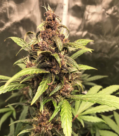 Сорт Fastberry Auto fem (FastBuds) Сорт Fastberry Auto fem (FastBuds) — изображение 3