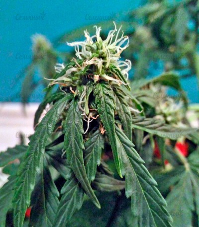 Fruit Punch Auto fem (Heavyweight Seeds) Fruit Punch Auto fem (Heavyweight Seeds) — изображение 5
