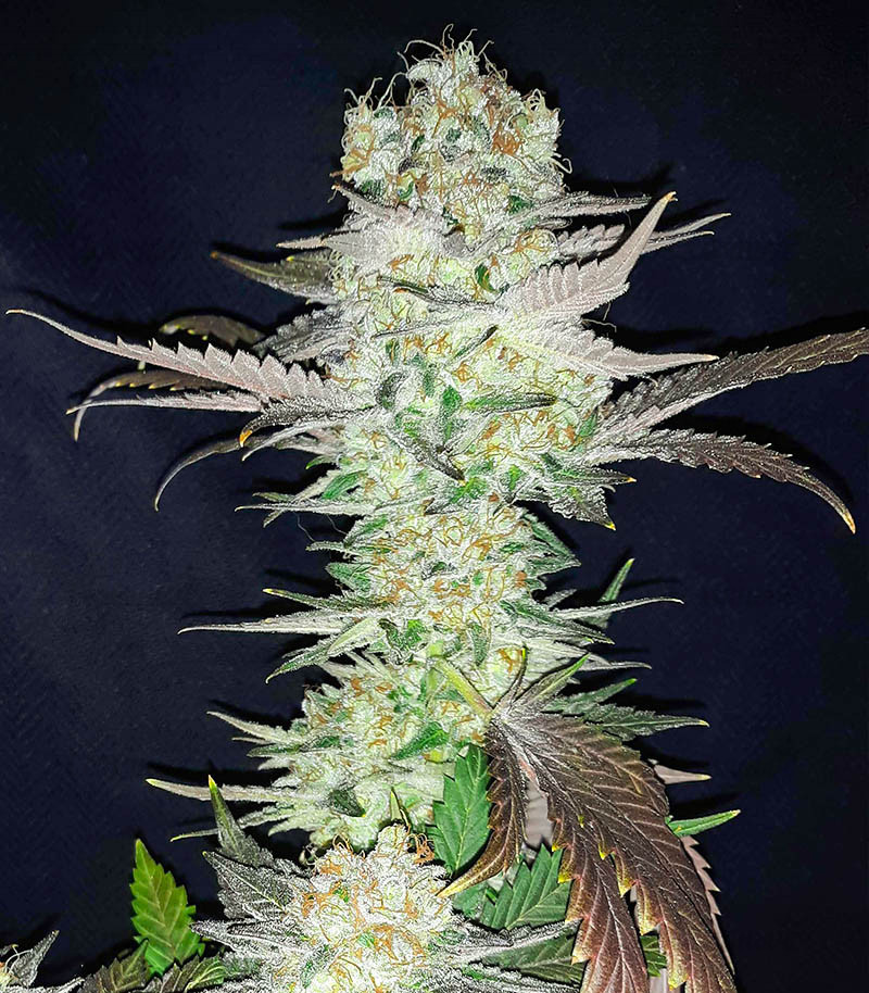 Gelato fem (Blimburn Seeds) семена конопли Gelato fem (Blimburn Seeds) семена конопли — изображение 5