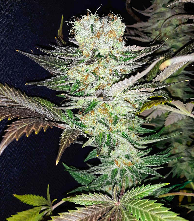 Gelato fem (Blimburn Seeds) семена конопли Gelato fem (Blimburn Seeds) семена конопли — изображение 4