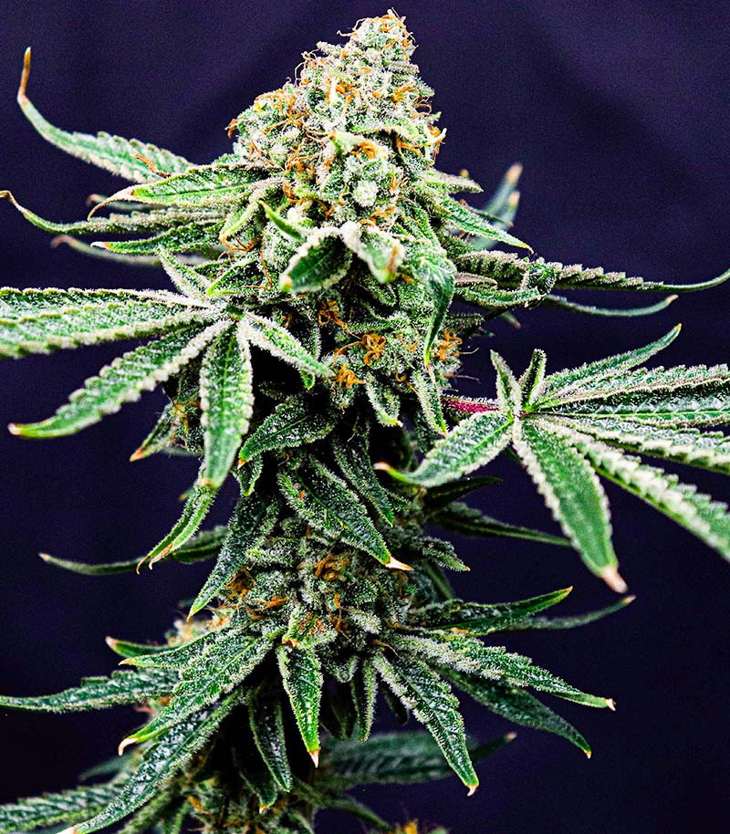 Семена сорта Gelato #33 fem (Advanced Seeds) Семена сорта Gelato #33 fem (Advanced Seeds) — изображение 3