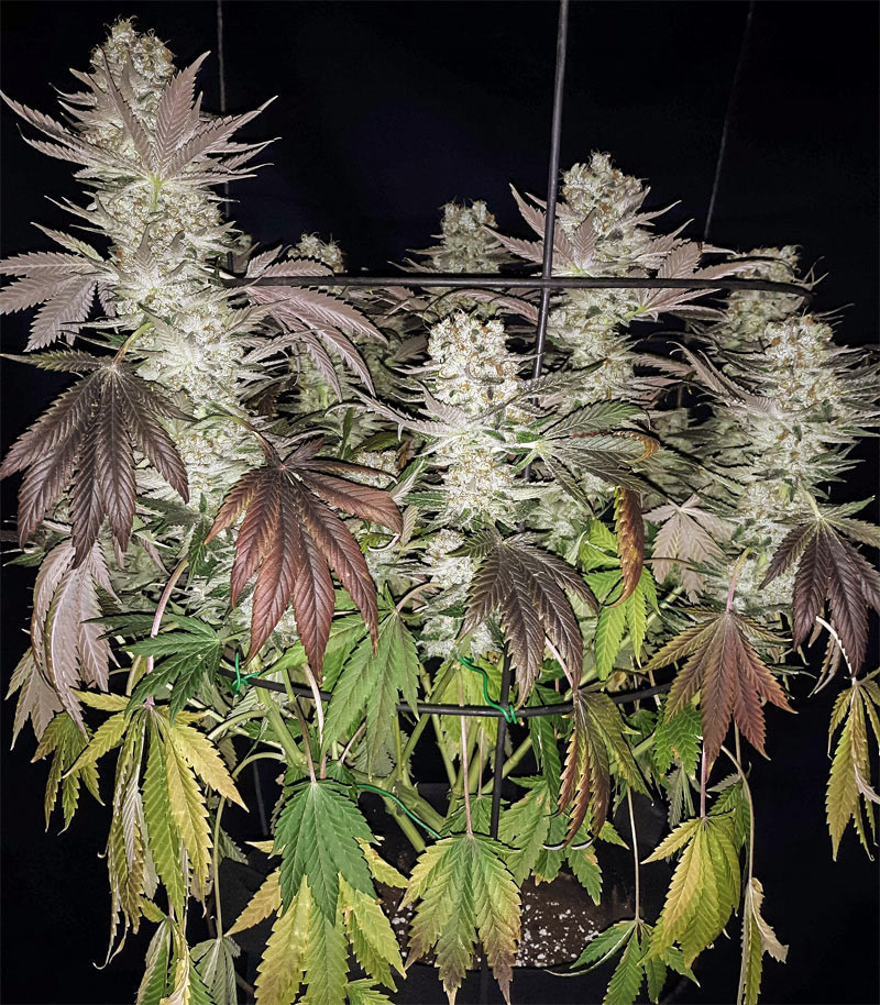 Gelato fem (Blimburn Seeds) семена конопли Gelato fem (Blimburn Seeds) семена конопли — изображение 3