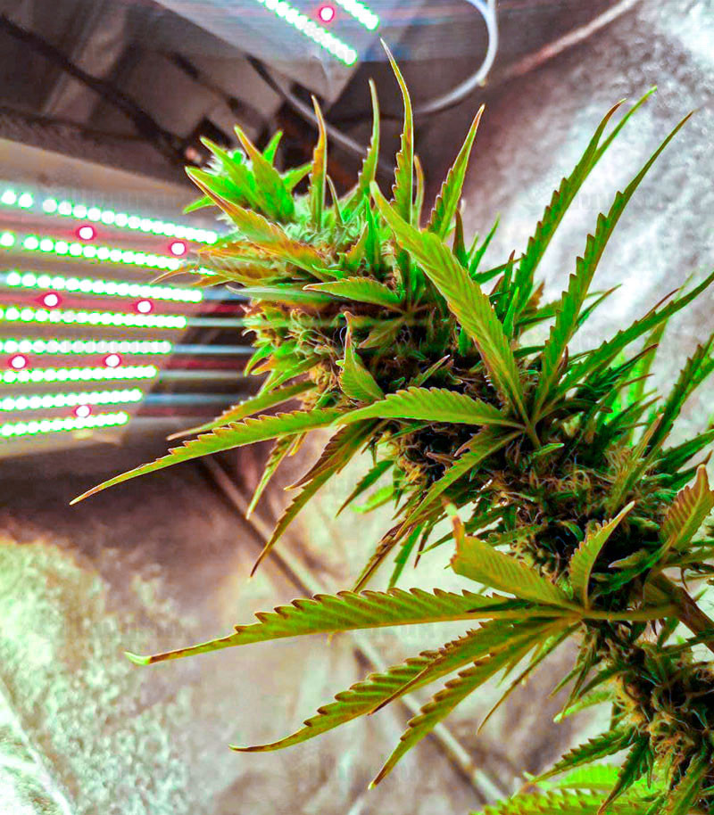 Семена сорта Gelato fem (Cali Buds Seeds) Семена сорта Gelato fem (Cali Buds Seeds) — изображение 3