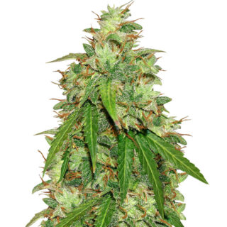 Семена сорта Girl Scout Cookies Auto fem (Original Sensible Seeds)