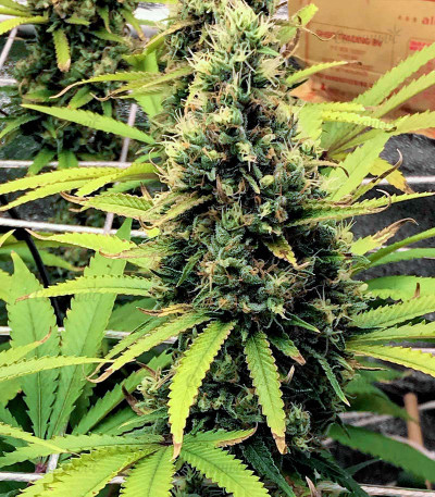 Godzilla Glue #4 fem (Herbies Seeds) Godzilla Glue #4 fem (Herbies Seeds) — изображение 2