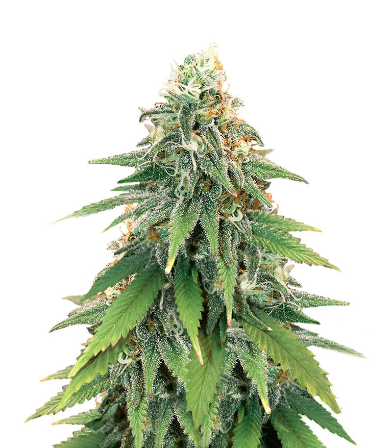 Godzilla Glue #4 fem (Herbies Seeds) Godzilla Glue #4 fem (Herbies Seeds)