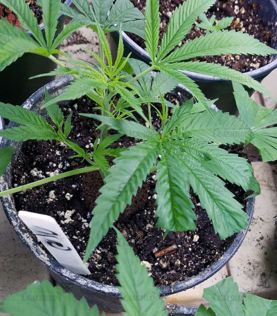 Goldmine fem (Heavyweight Seeds) Goldmine fem (Heavyweight Seeds) — изображение 3