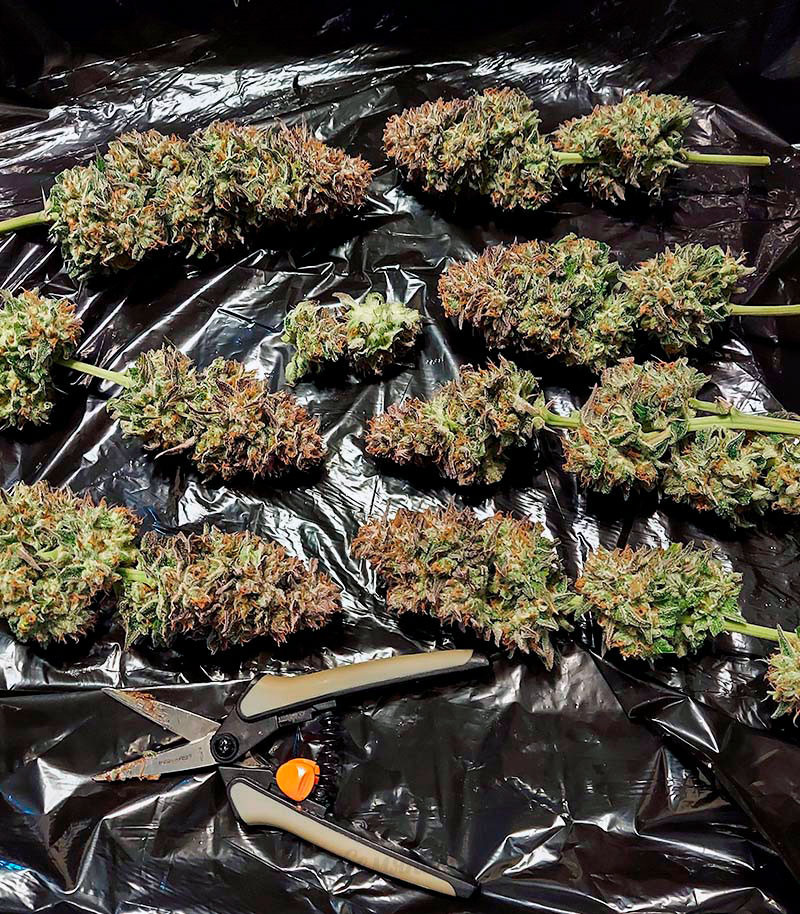 Семена сорта Gorilla Blue fem (Advanced Seeds) Семена сорта Gorilla Blue fem (Advanced Seeds) — изображение 2