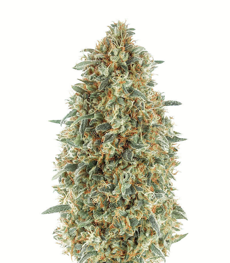 Семена сорта Gorilla Blue fem (Advanced Seeds) Семена сорта Gorilla Blue fem (Advanced Seeds)