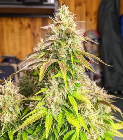 Gorilla Glue Auto fem (Barney's Farm) Gorilla Glue Auto fem (Barney's Farm) — изображение 5