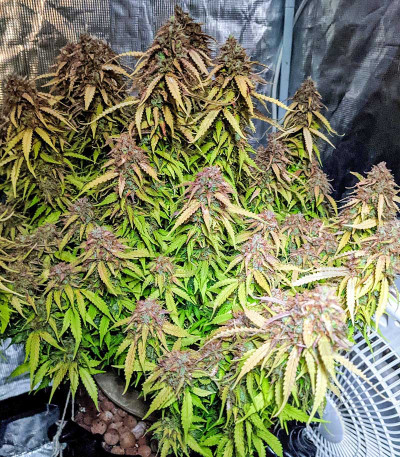 Gorilla Glue Auto fem (Barney's Farm) Gorilla Glue Auto fem (Barney's Farm) — изображение 4