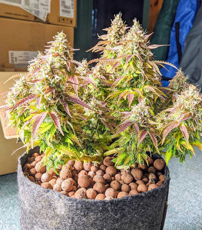 Gorilla Glue Auto fem (Barney's Farm) Gorilla Glue Auto fem (Barney's Farm) — изображение 3