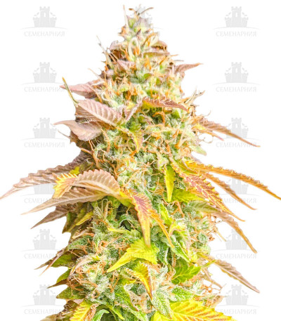 Gorilla Glue Auto fem (Barney's Farm) Gorilla Glue Auto fem (Barney's Farm)