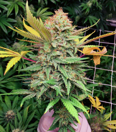 Grandmommy Purple fem (Herbies Seeds) Grandmommy Purple fem (Herbies Seeds) — изображение 4