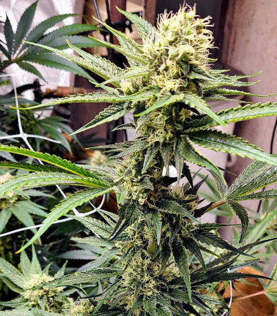 Grandmommy Purple fem (Herbies Seeds) Grandmommy Purple fem (Herbies Seeds) — изображение 5