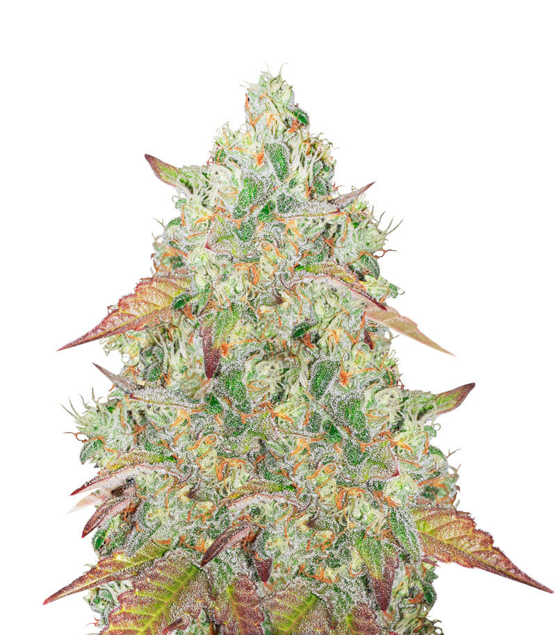 Grandmommy Purple fem (Herbies Seeds) Grandmommy Purple fem (Herbies Seeds)