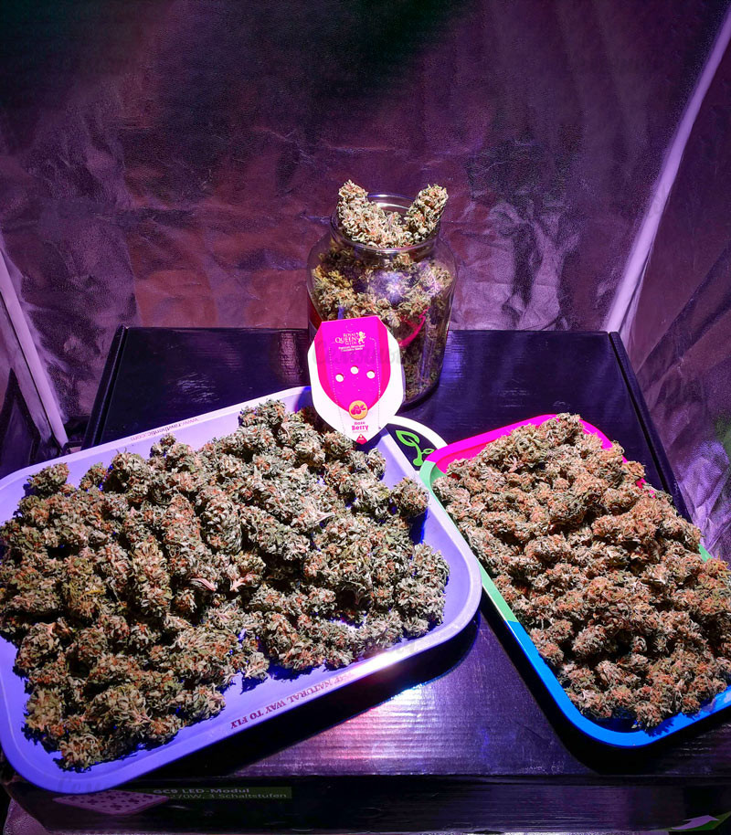 Haze Berry fem (RQS) семена конопли Haze Berry fem (RQS) семена конопли — изображение 3