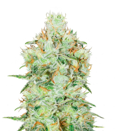 Сорт Jagg Kush fem (Delicious Seeds) Сорт Jagg Kush fem (Delicious Seeds)