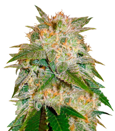 Сорт La Bella Afrodita Auto fem (Delicious Seeds) Сорт La Bella Afrodita Auto fem (Delicious Seeds)
