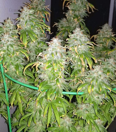 Lemon Tree fem (Barney's Farm) Lemon Tree fem (Barney's Farm) — изображение 7