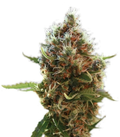 Семена сорта Lucid Bolt fem (Paradise Seeds) Семена сорта Lucid Bolt fem (Paradise Seeds)