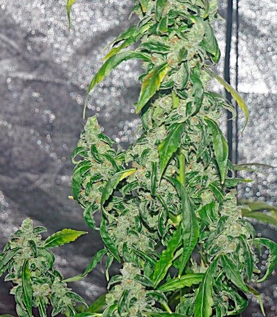 Massive Midget auto fem (Heavyweight Seeds) Massive Midget auto fem (Heavyweight Seeds) — изображение 3