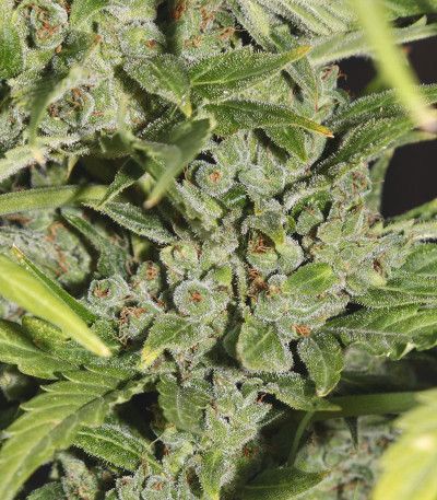 Семена сорта Bruce Banner Auto fem (Monster Genetics) Семена сорта Bruce Banner Auto fem (Monster Genetics) — изображение 3