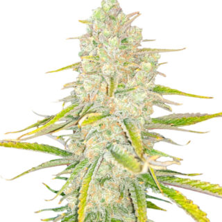 Семена сорта Monster Gelato fem (Monster Genetics)