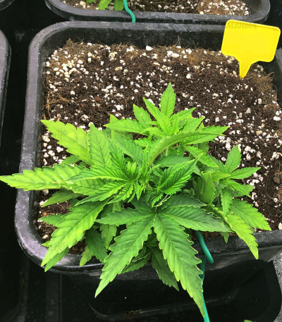 Monster Profit fem (Heavyweight Seeds) Monster Profit fem (Heavyweight Seeds) — изображение 4