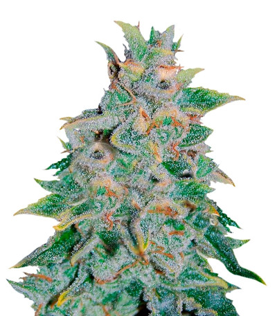 Семена сорта Northern Light Blue Auto fem (Delicious Seeds) Семена сорта Northern Light Blue Auto fem (Delicious Seeds)