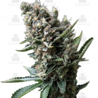 Nefertiti fem (Pyramid Seeds) Nefertiti fem (Pyramid Seeds)