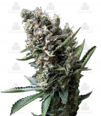 Nefertiti fem (Pyramid Seeds) Nefertiti fem (Pyramid Seeds)