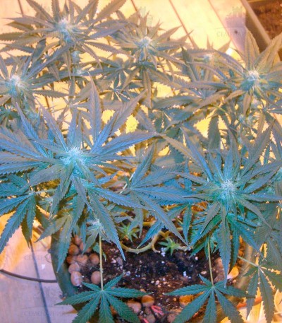 Nefertiti fem (Pyramid Seeds) Nefertiti fem (Pyramid Seeds) — изображение 2