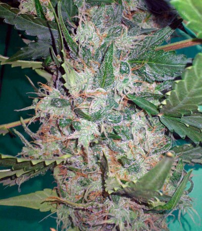Сорт New York City fem (Pyramid Seeds) Сорт New York City fem (Pyramid Seeds) — изображение 3