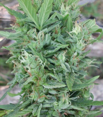 Сорт Niagara Auto fem (Doctor’s Choiсe) Сорт Niagara Auto fem (Doctor’s Choiсe) — изображение 4