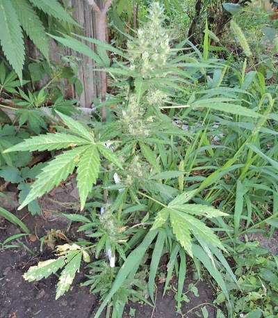 Сорт Niagara Auto fem (Doctor’s Choiсe) Сорт Niagara Auto fem (Doctor’s Choiсe) — изображение 3