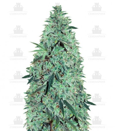 Сорт Niagara Auto fem (Doctor’s Choiсe) Сорт Niagara Auto fem (Doctor’s Choiсe)