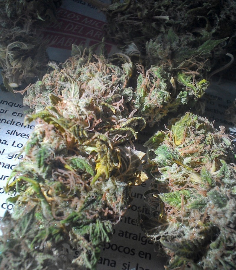 Семена сорта Sweet Amnesia Haze (Sweet Seeds) Семена сорта Sweet Amnesia Haze (Sweet Seeds) — изображение 4